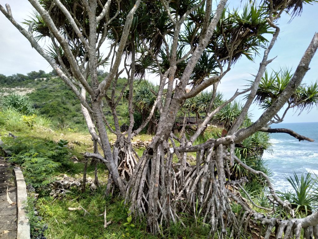 Ekosistem Bibir Pantai Ekosistem Bibir Pantai di pantai Gunungkidul sudah sepatutnya untuk dilestarikan.. Dalam setiap tempat terdapat sebuah ekosistem. Ekosistem adalah hubungan hubungan timbal antara hewan, tumbuhan dan makluk hidup lain.